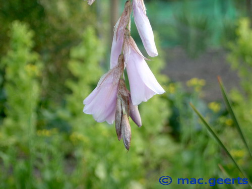 Dierama latifolium